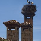 Big nest